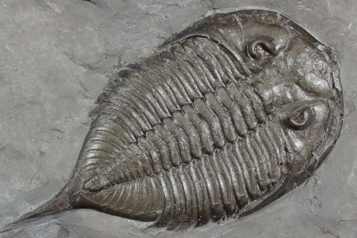 Dalmanites Trilobite Fossil - New York #357133